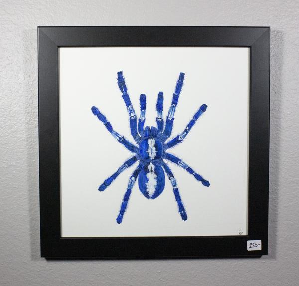 Gooty Sapphire Tarantula Original Watercolor Painting