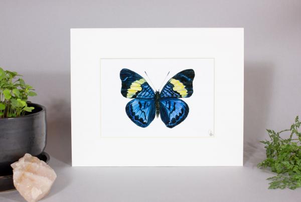 Prola Beauty Butterfly Print
