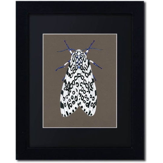 Giant Leopard Moth Print picture