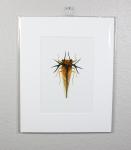 Costa Rican Treehopper Print