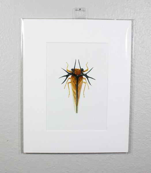 Costa Rican Treehopper Print picture