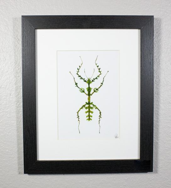 Mossy Walking Stick Print Framed