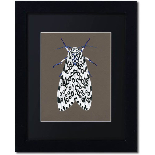 Leopard Moth Print Framed