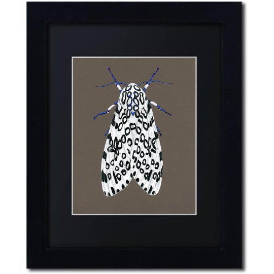 Leopard Moth Print Framed picture