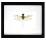 Darner Dragonfly Print