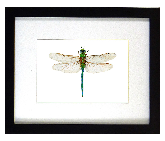 Darner Dragonfly Print picture