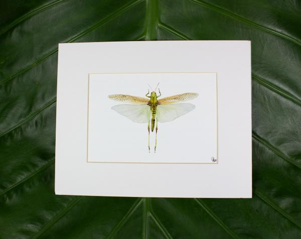 American Locust Print picture