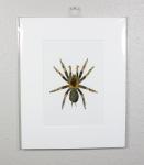 Red-Knee Tarantula Print