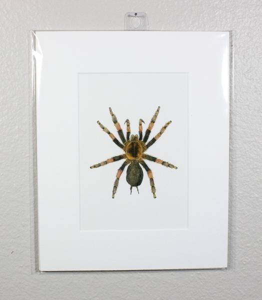 Red-Knee Tarantula Print picture