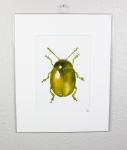 Metallic Beetle Print Chartruese Print