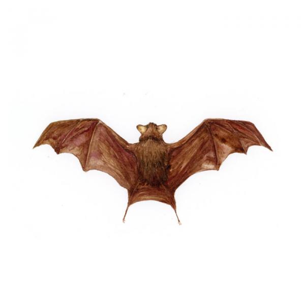 Bumblebee Bat Print