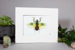 Indian Praying Mantis Print