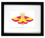 Rosy Maple Moth Print Framed
