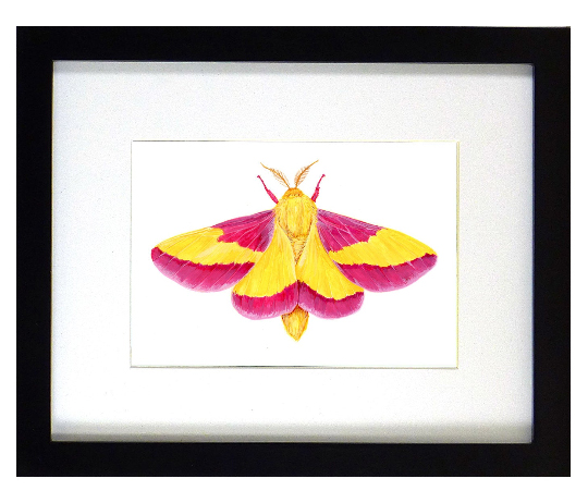 Rosy Maple Moth Print Framed picture
