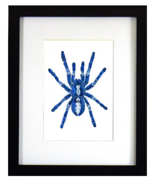 Gooty Sapphire Tarantula Print