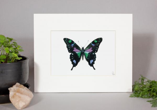 Indonesian Swallowtail Print picture