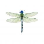 Varigated Dragonfly Print