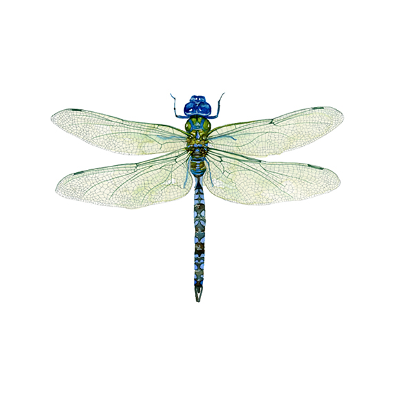 Varigated Dragonfly Print