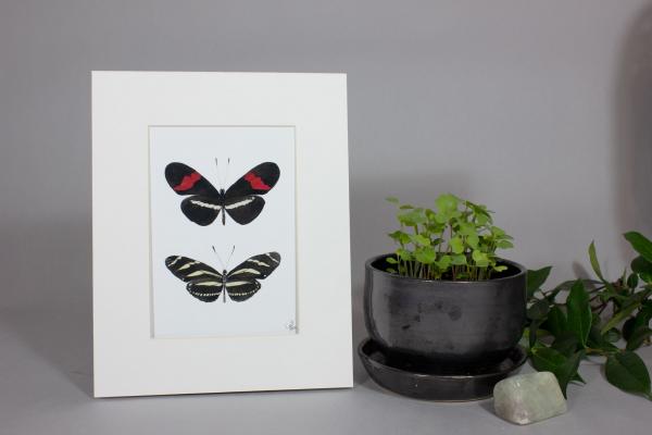 Postman Butterfly and Zebra Longwing Butterfly Print Framed picture