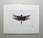 Singaporean Dragonfly Prints