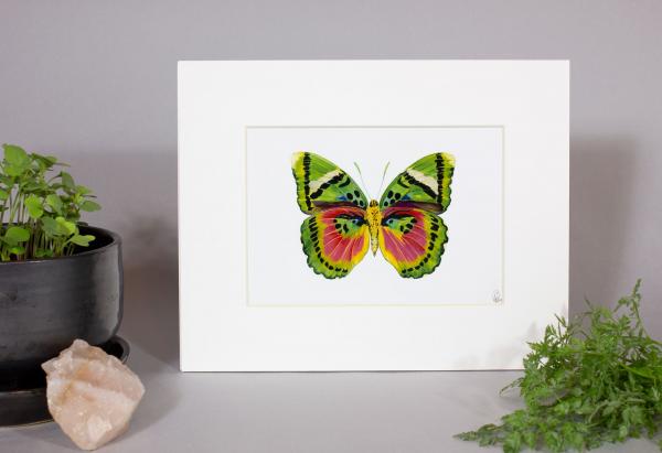 Pink Forester Butterfly Print picture