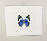 Blue Emperor Butterfly Print