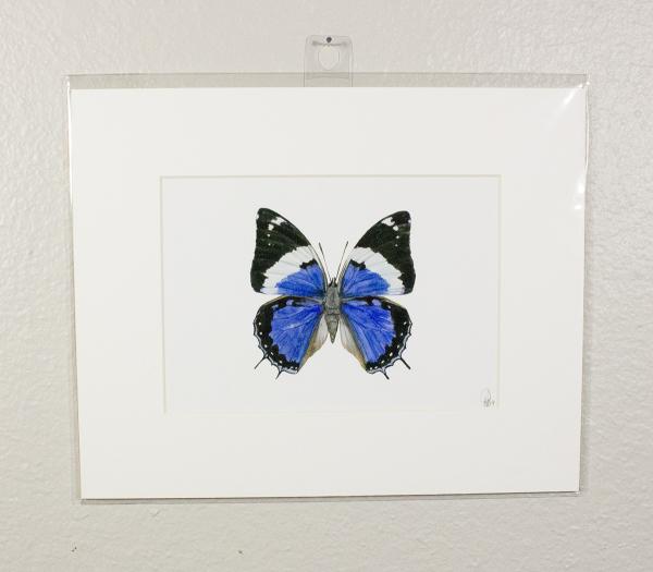 Blue Emperor Butterfly Print picture