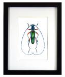 Longhorn Beetle Print