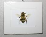 Sainfoin Bee Print