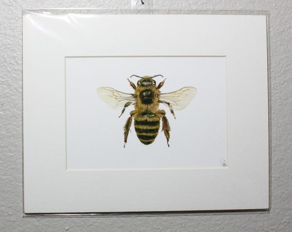 Sainfoin Bee Print picture