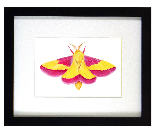 Rosy Maple Moth Print picture