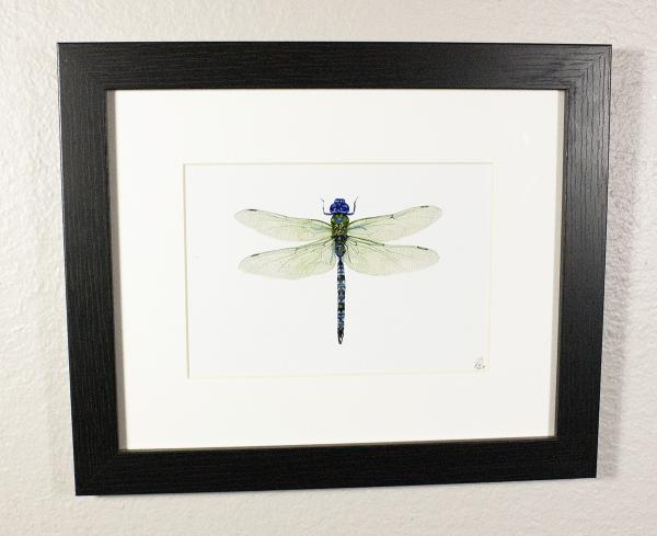 Varigated Dragonfly Print Framed
