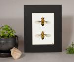 Fruit Fly (Drysophila) Print