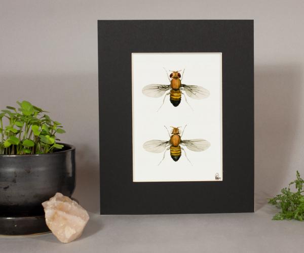 Fruit Fly (Drysophila) Print picture