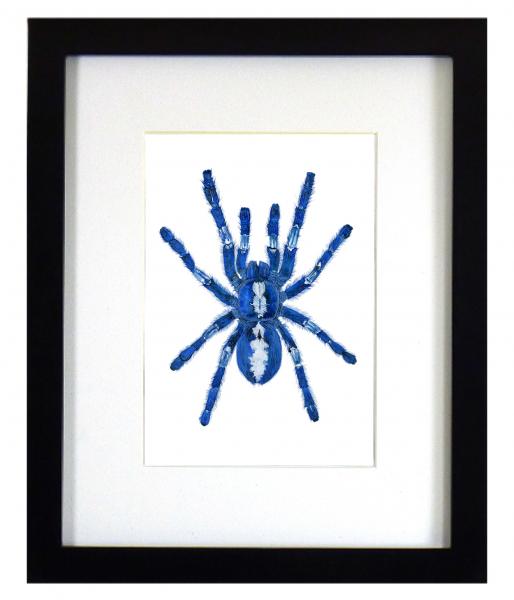 Gooty Sapphire Tarantula Print Framed