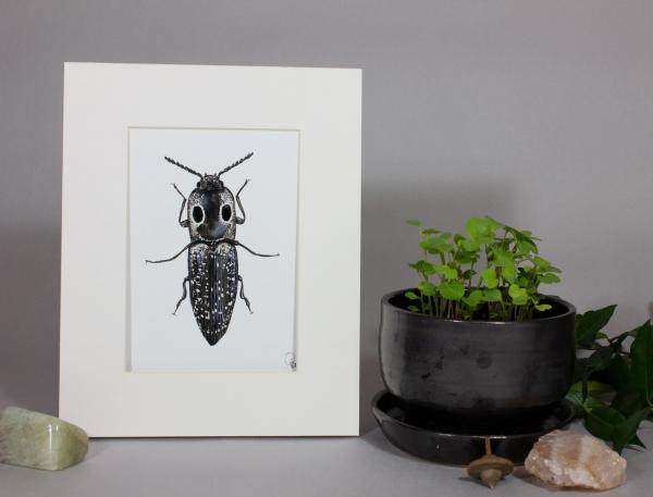Texas Click Beetle Print