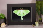 Luna Moth Print