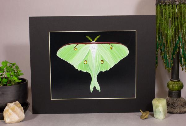 Luna Moth Print picture