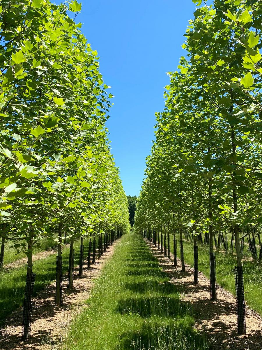 Ruppert Nurseries Eventeny