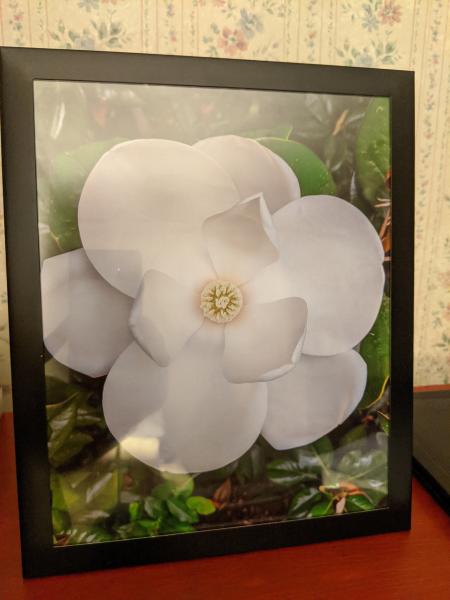 Magnolia Flower Print (8" x 10") picture