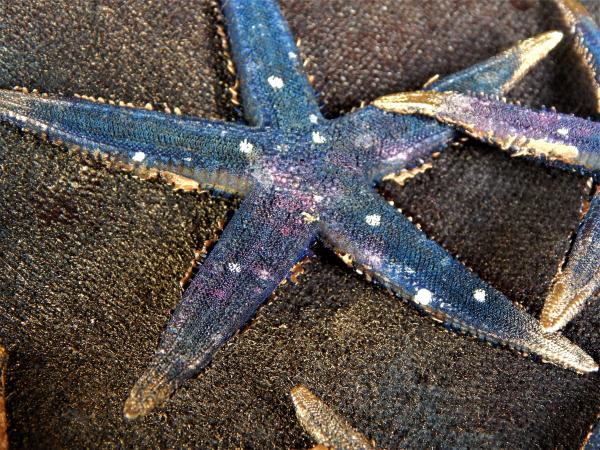 Galaxy Starfish - real picture