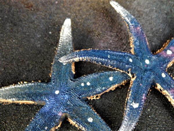 Galaxy Starfish - real picture