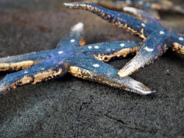 Galaxy Starfish - real picture