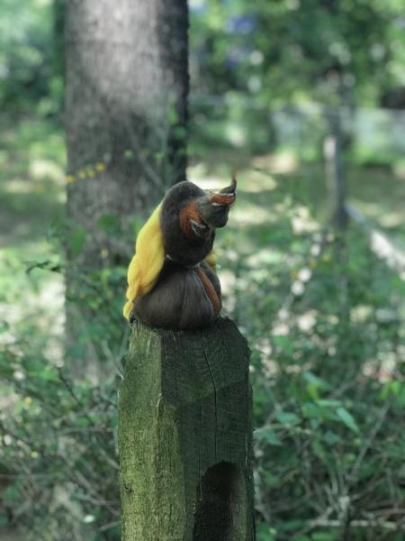 Robin Needle Felted Wee Witch, Garden Witch, Ornament, Waldorf, Nature Witch picture