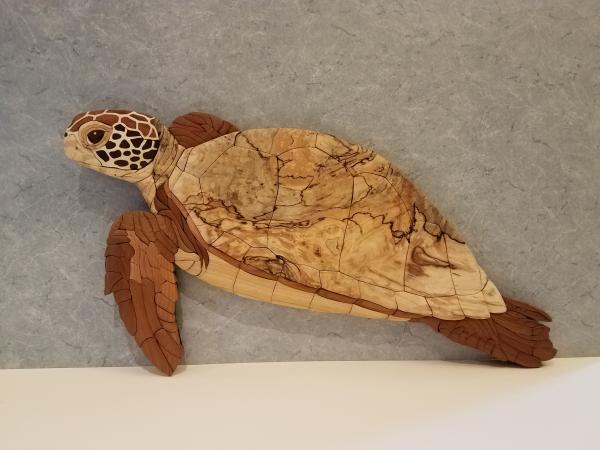 Sea turtle picture