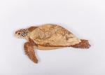 Sea turtle