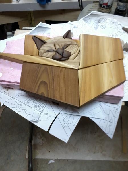 Cat in a box picture