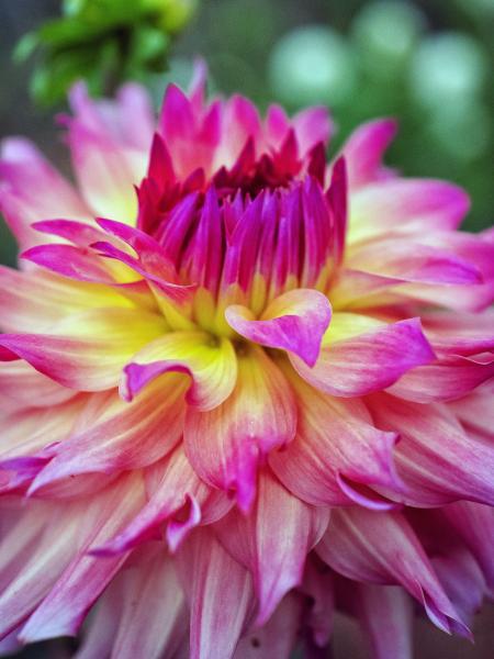 Pink and Yellow Dahlia