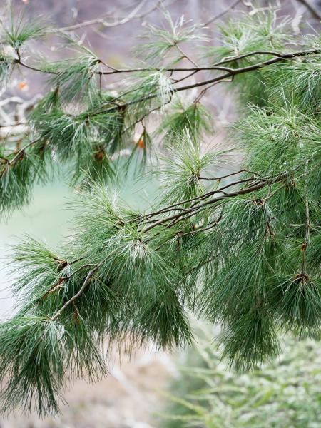 Pine Needles Color Print picture