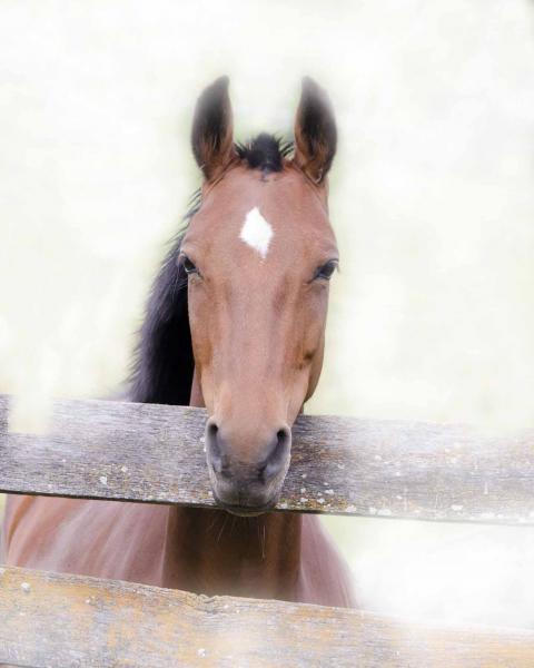 Sexy Saddlebred Mare picture